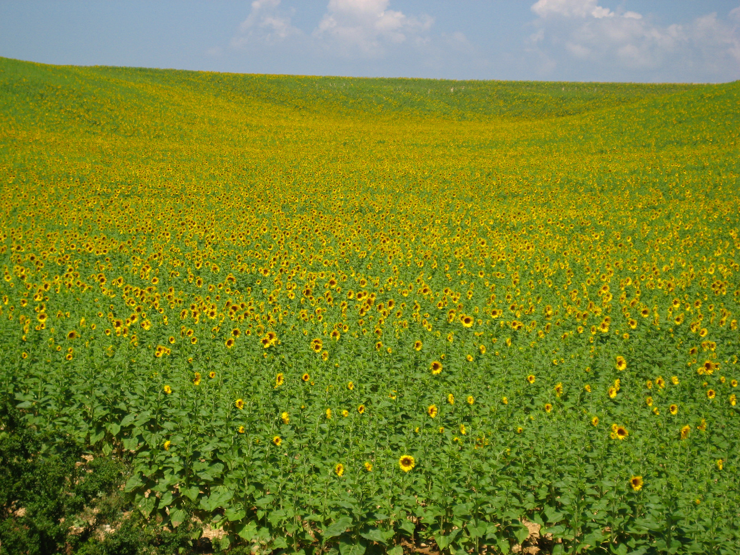 Tournesols à l'éternité