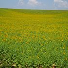 Tournesols à l'éternité