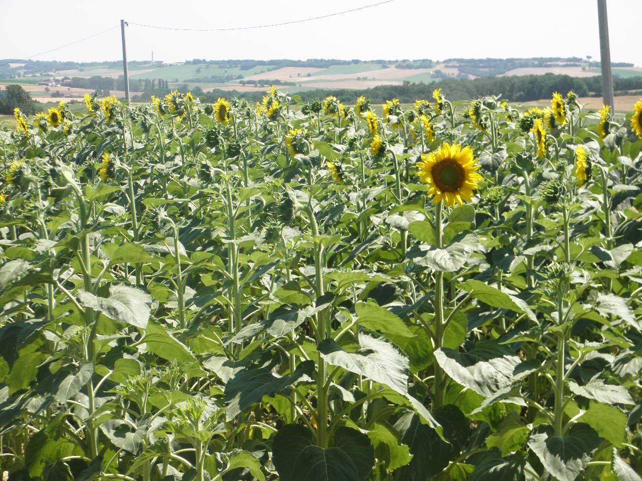 .TOURNESOLS A PERGAIN TAILLAC