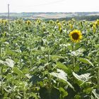 .TOURNESOLS A PERGAIN TAILLAC