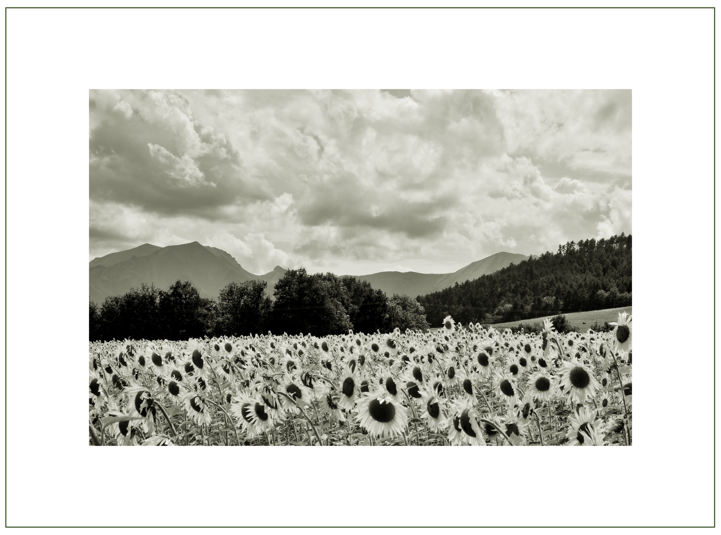 Tournesols