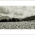 Tournesols