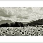 Tournesols