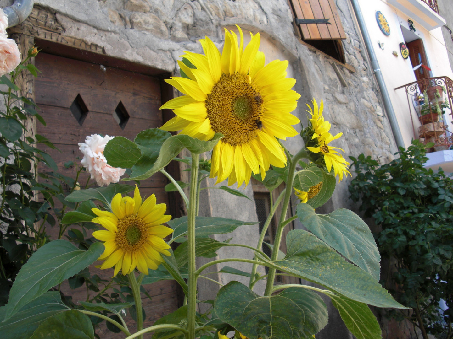 Tournesols Alpes de Hautre Provence