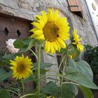 Tournesols Alpes de Hautre Provence