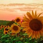 Tournesols au coucher du soleil