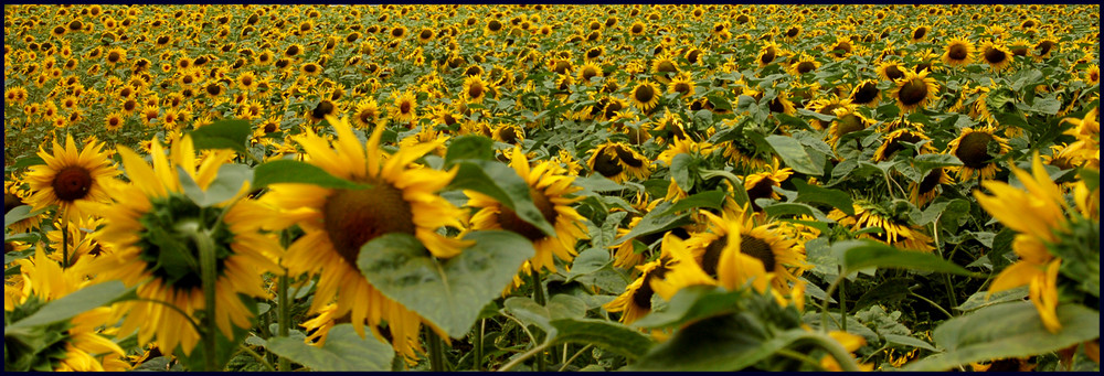 Tournesols