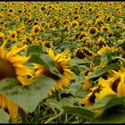 Tournesols