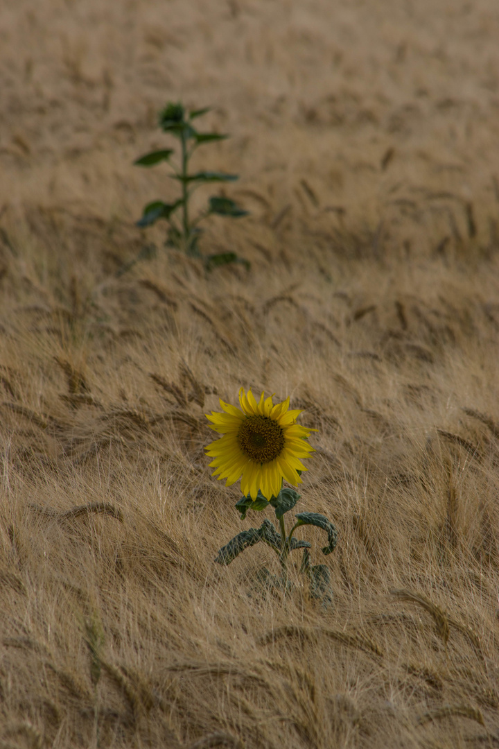 tournesols dans les blés