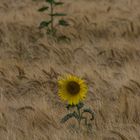 tournesols dans les blés