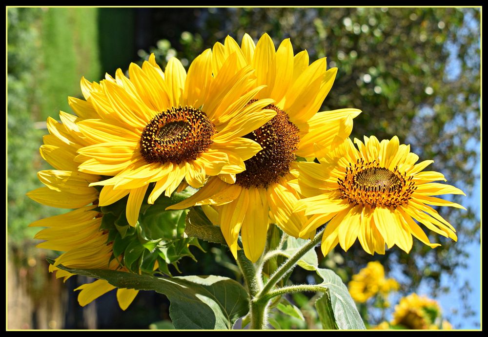 tournesols dans mon jardin