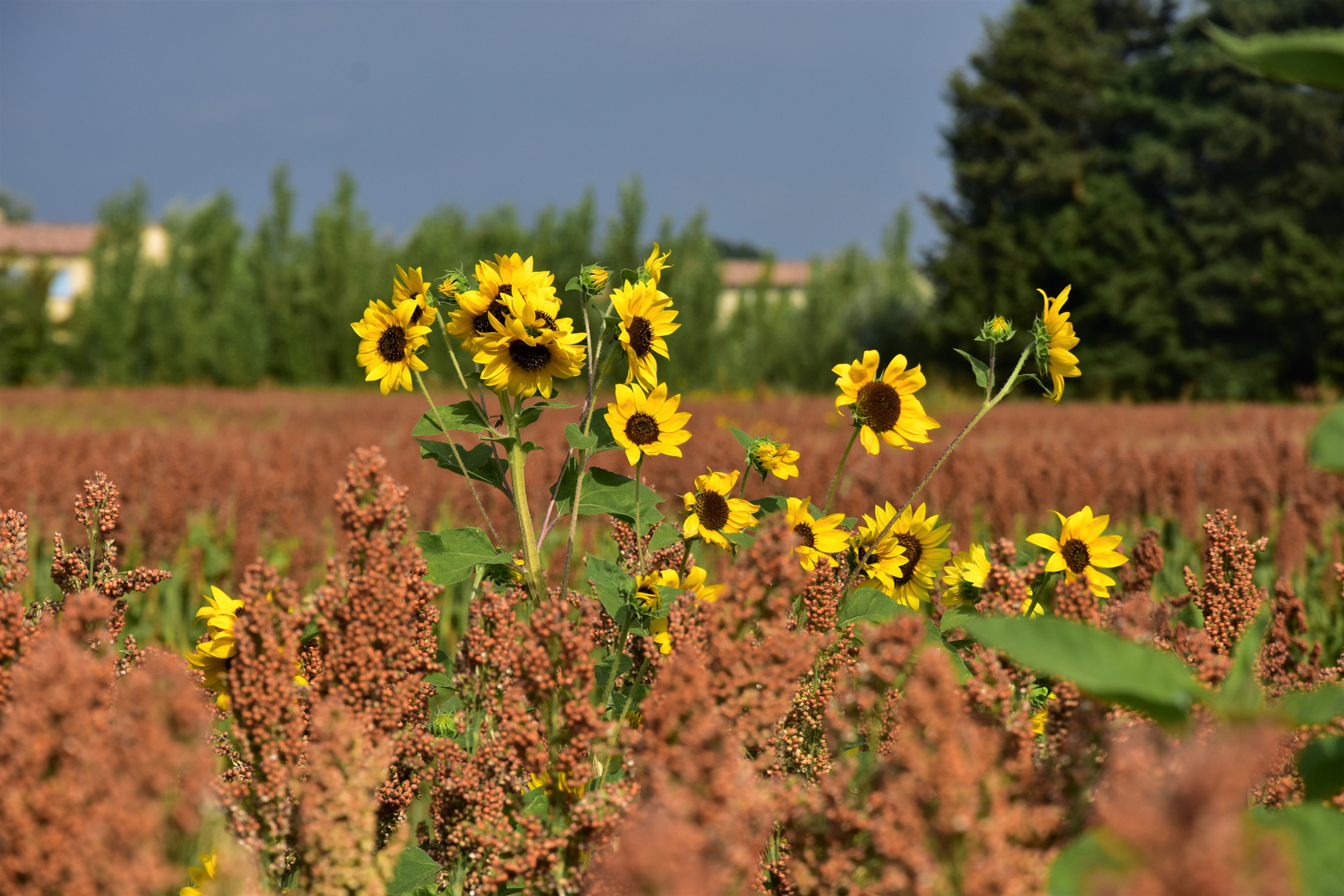 Tournesols dans un champ de sorgho 