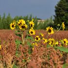 Tournesols dans un champ de sorgho 