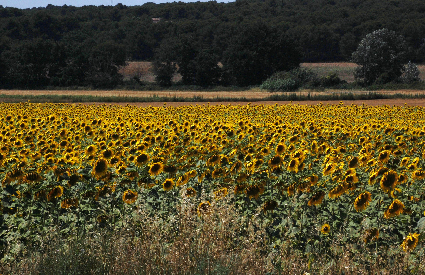 tournesols