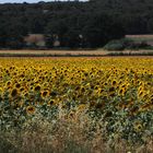 tournesols