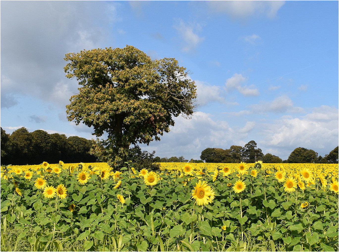 tournesols