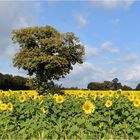 tournesols