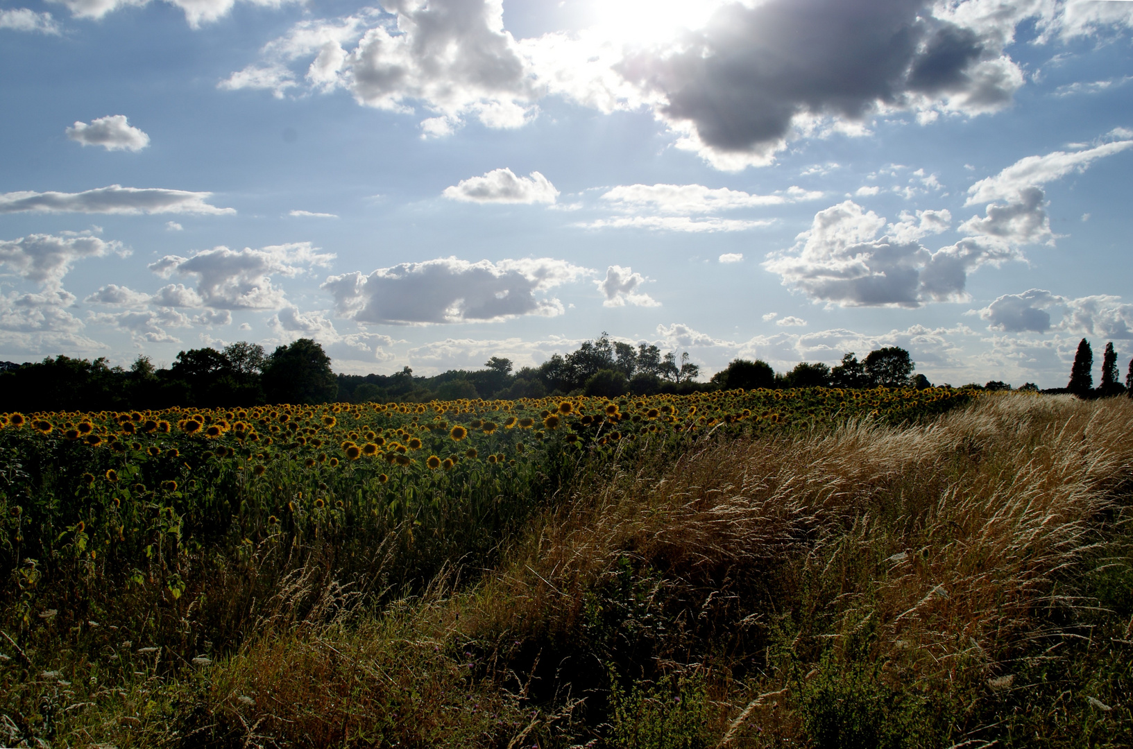 tournesols