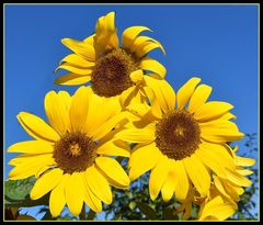 tournesols