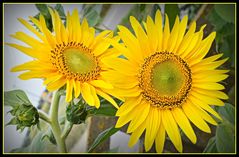 tournesols