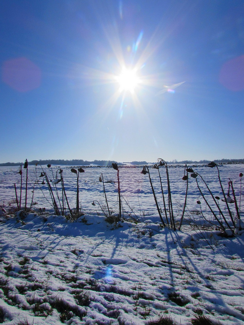 ...Tournesols en hiver..