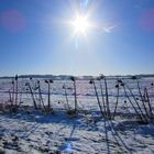 ...Tournesols en hiver..