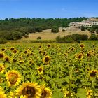 Tournesols en luberon