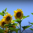 Tournesols en Provence