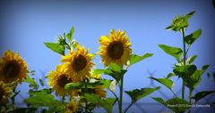 Tournesols en Provence