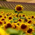 Tournesols en Provence