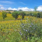 Tournesols et chicorée sauvage près de chez moi