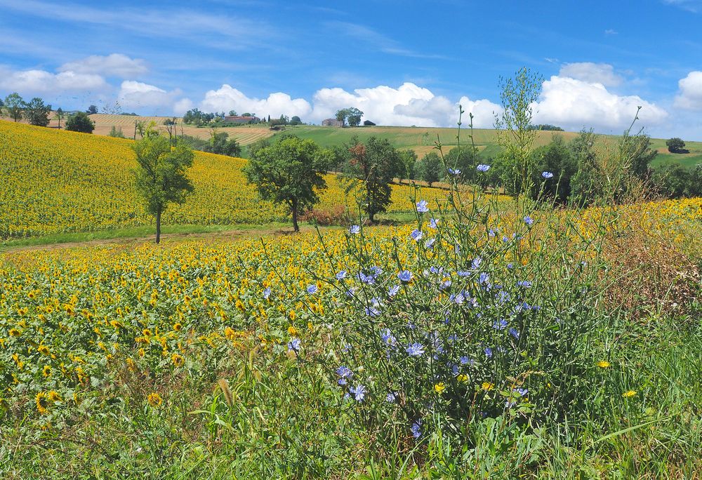 Tournesols et chicorée sauvage près de chez moi