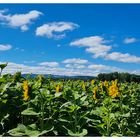 Tournesols... (Helianthus annuus)