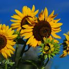 Tournesols3