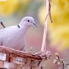 Tourterelle dans un panier