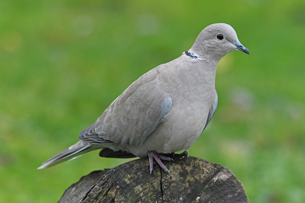Tourterelle turque photo et image animaux, animaux sauvages, oiseaux Images