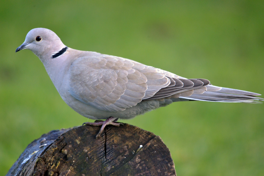 Tourterelle turque photo et image animaux, animaux sauvages, oiseaux Images
