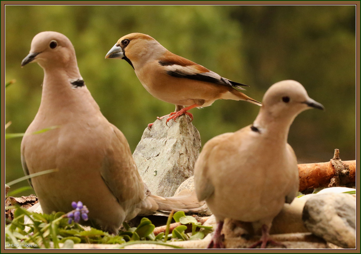 Tourterelles turques (Streptopelia decaocto) 2018-04-15 005 (220) Gros-bec ©