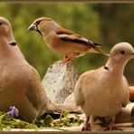 Tourterelles turques (Streptopelia decaocto) 2018-04-15 005 (220) Gros-bec ©