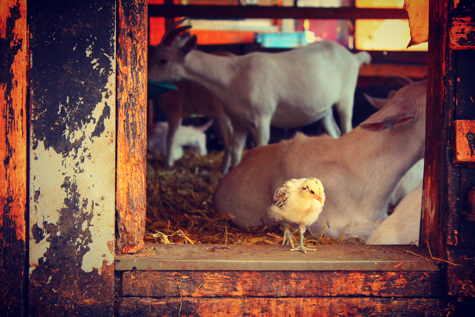 Tous à a ferme