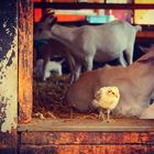 Tous à a ferme