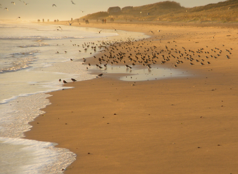 tous à la plage