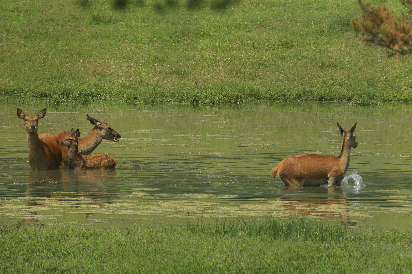 Tous au bain