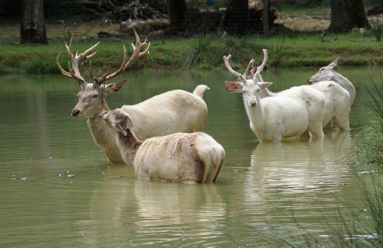 Tous au bain .....