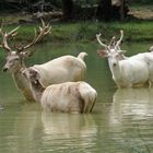 Tous au bain .....