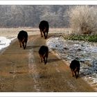 Tous les chiens ont la même taille !!!