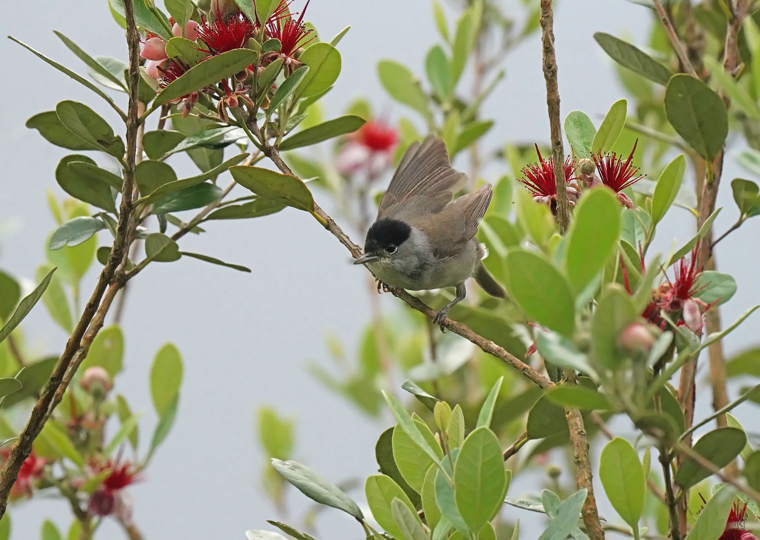 Tous les jours elle vient déguster  les fleurs du Feijoa...