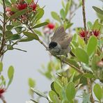 Tous les jours elle vient déguster  les fleurs du Feijoa...