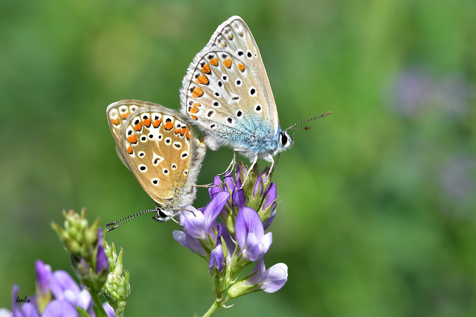 tous les jours la nature m offre son cadeau accouplement azures 