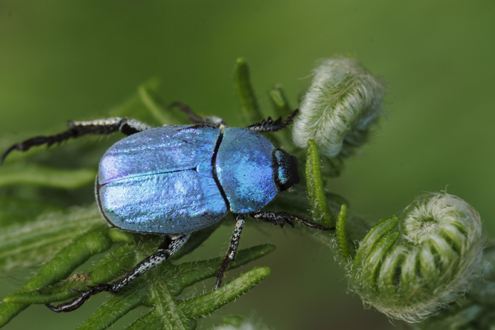 tout bleu !